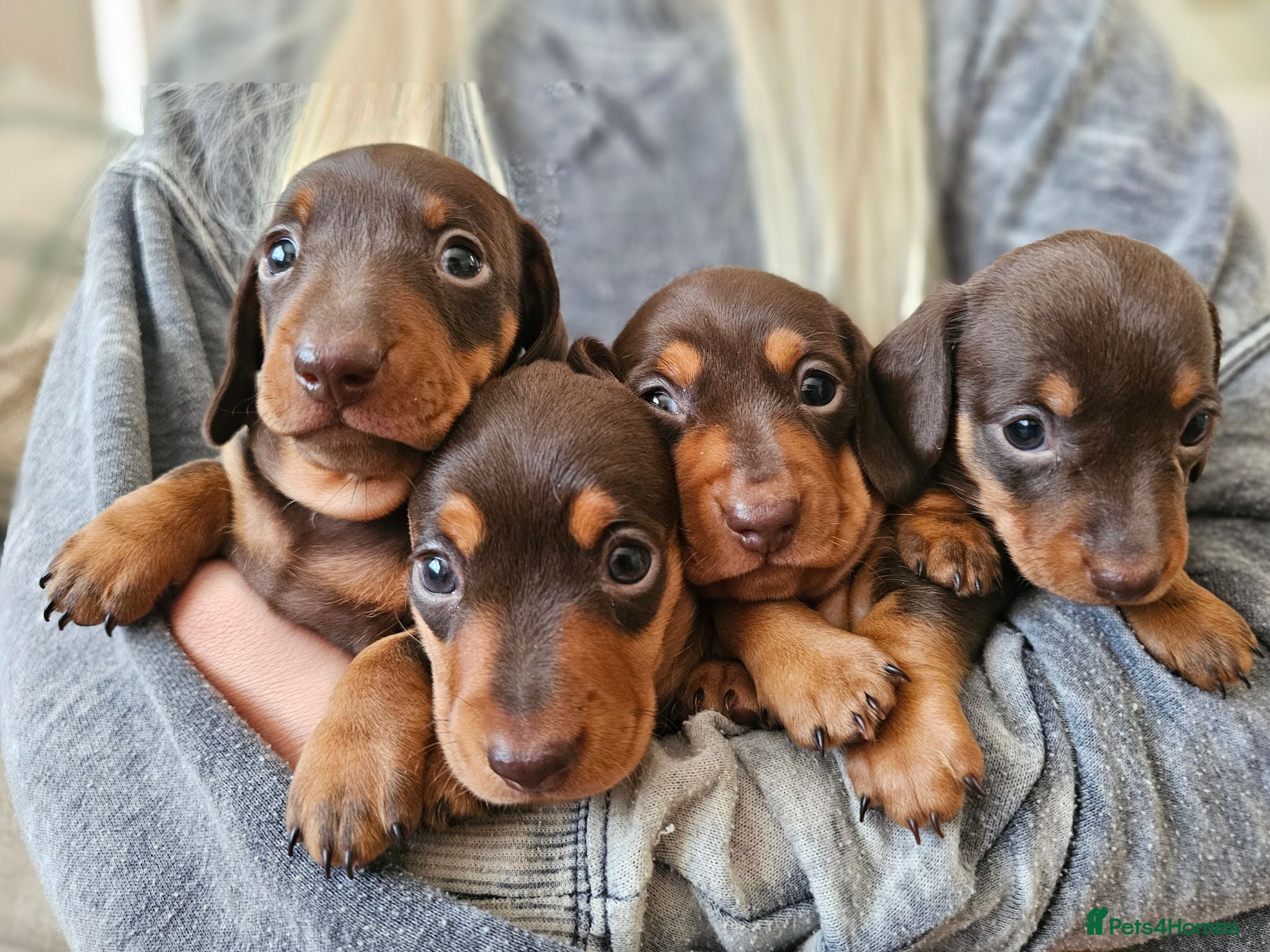 Miniature Dachshund dogs Miniature Dachshund Chocolate/Tan KC Reg Puppies - Advert 1