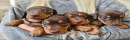 Miniature Dachshund dogs for sale: Miniature Dachshund Chocolate/Tan KC Reg Puppies - Advert 1