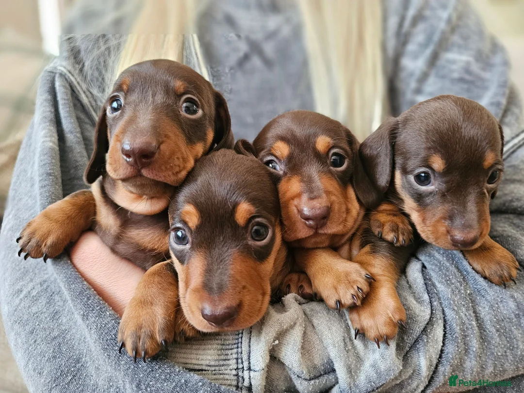 Miniature Dachshund dogs for sale: Miniature Dachshund Chocolate/Tan KC Reg Puppies - Advert 1