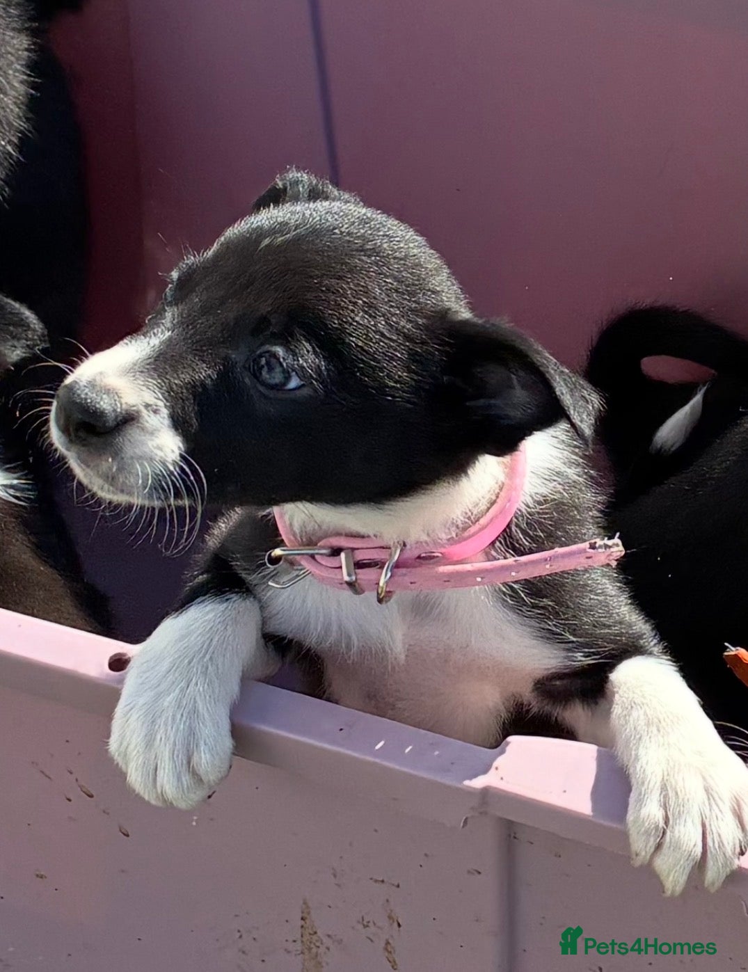 Border Collie dogs Border Collie Pups - Farm reared from working dogs - Advert 2