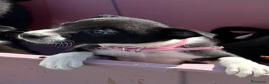Border Collie 4 - Pale Pink Collar