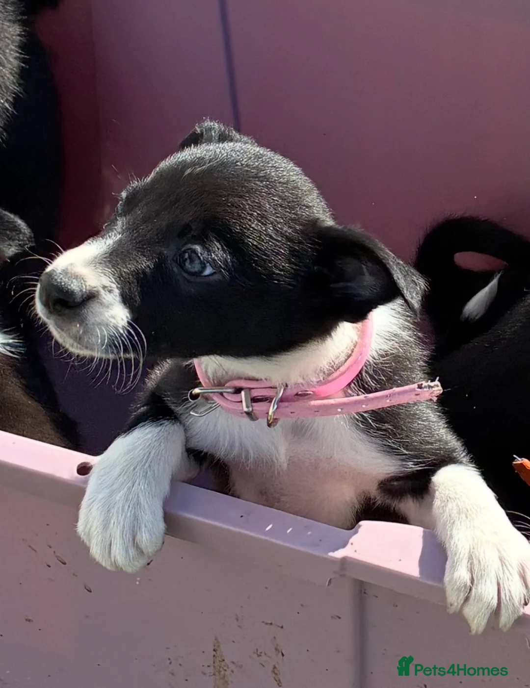 Border Collie dogs for sale: Border Collie Pups - Farm reared from working dogs - Advert 2