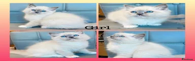 Pet or active registration girl 