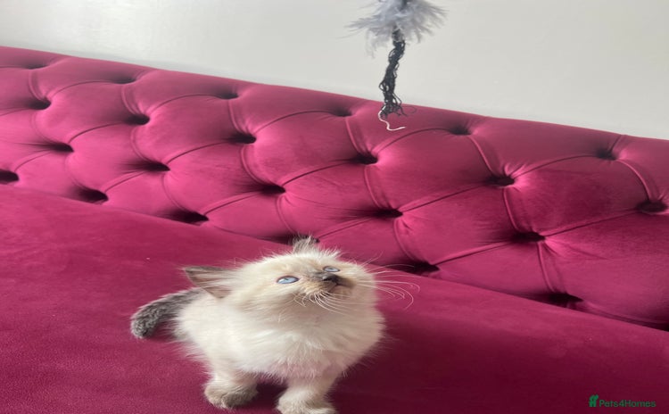 Ragdoll cats - Advert 12