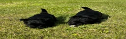 Scottish Terrier dogs for sale: Scottish terrier pups KC registered  - Advert 9