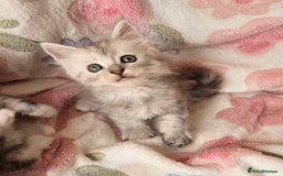 Maine Coon cats for sale: Gccf Maine Coon kittens  shaded lines - Image 21