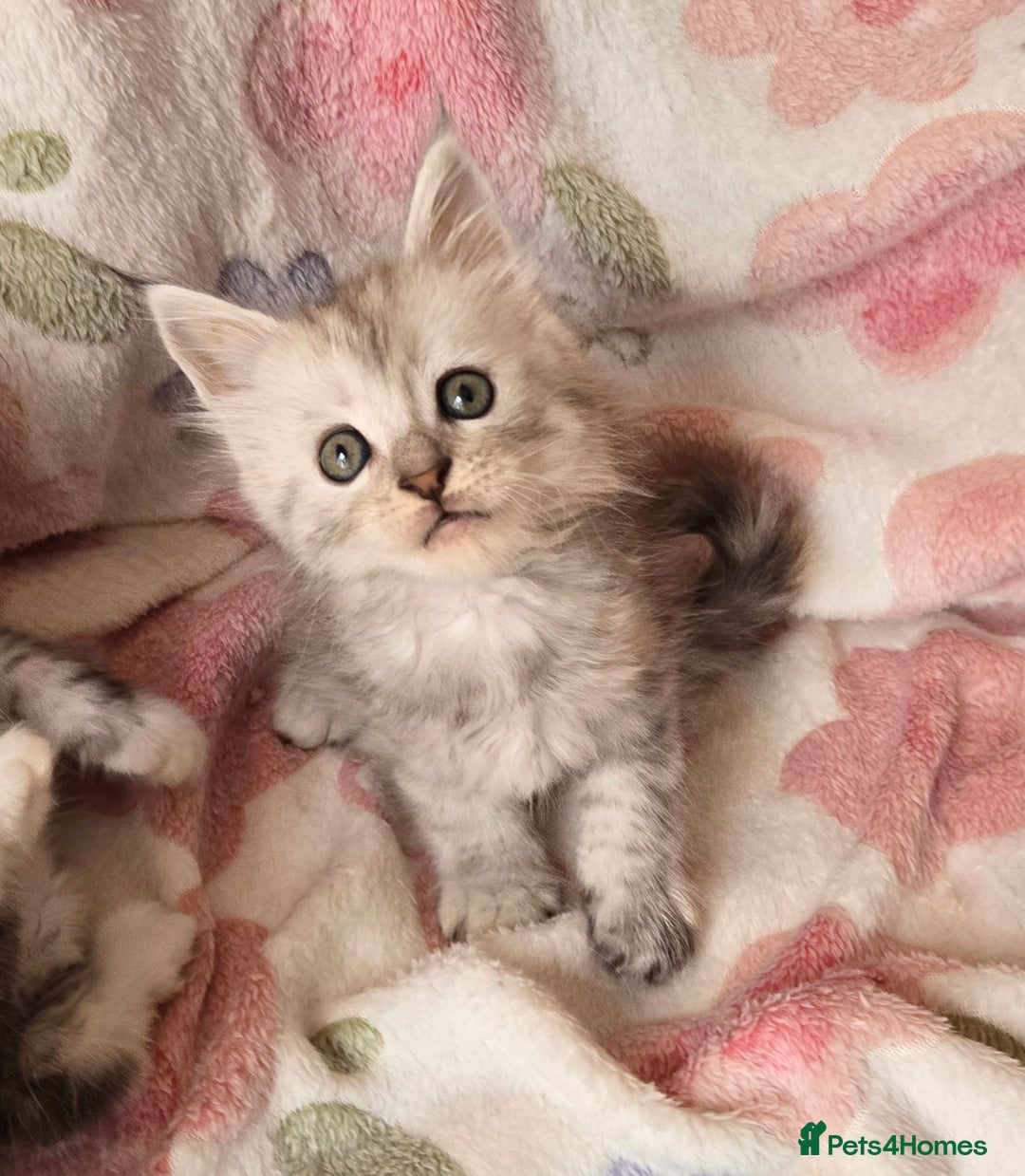 Maine Coon cats for sale: Gccf Maine Coon kittens  shaded lines - Image 21