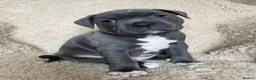 Staffordshire Bull Terrier dogs for sale: Outstanding Staffordshire Bull Terrier Puppies in Sheffield - Advert 3