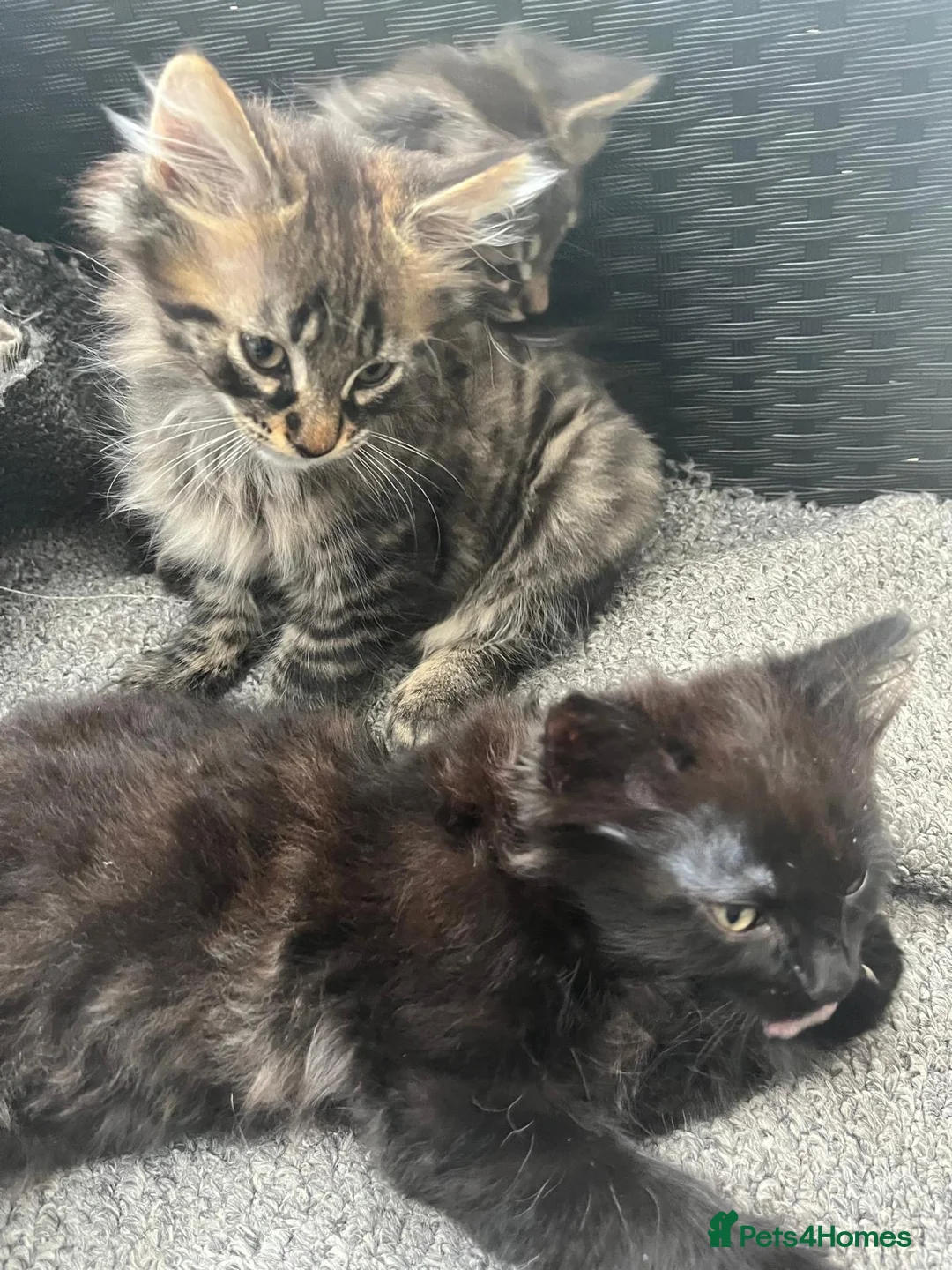 European cats for sale: Beautiful Kittens 🐱 available now - Advert 1