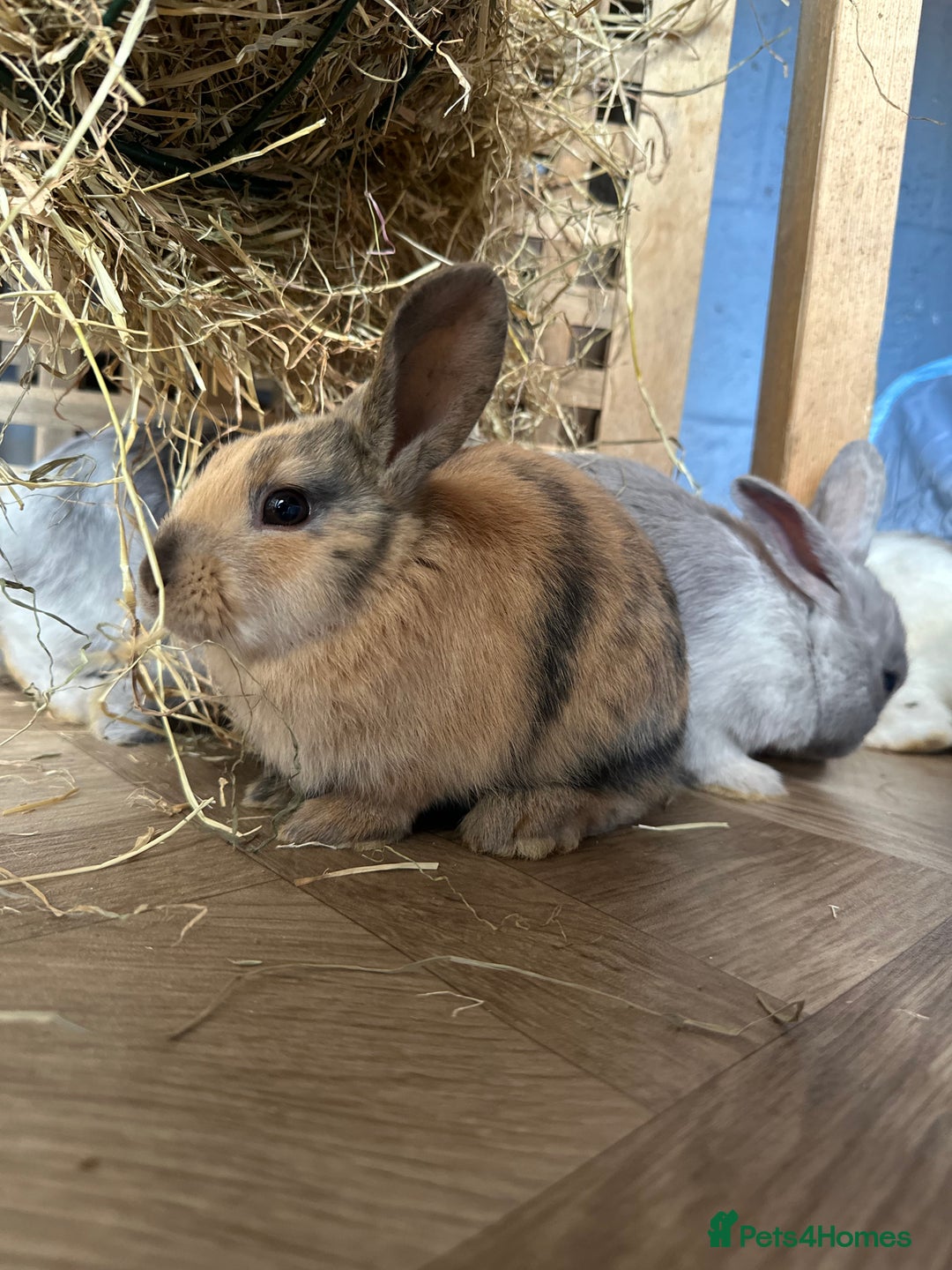 Mixed Breed rabbits for sale: Baby Rabbits  - Image 13