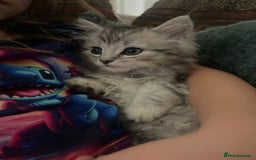Mixed Breed cats for sale: Beautiful kittens  - Image 4