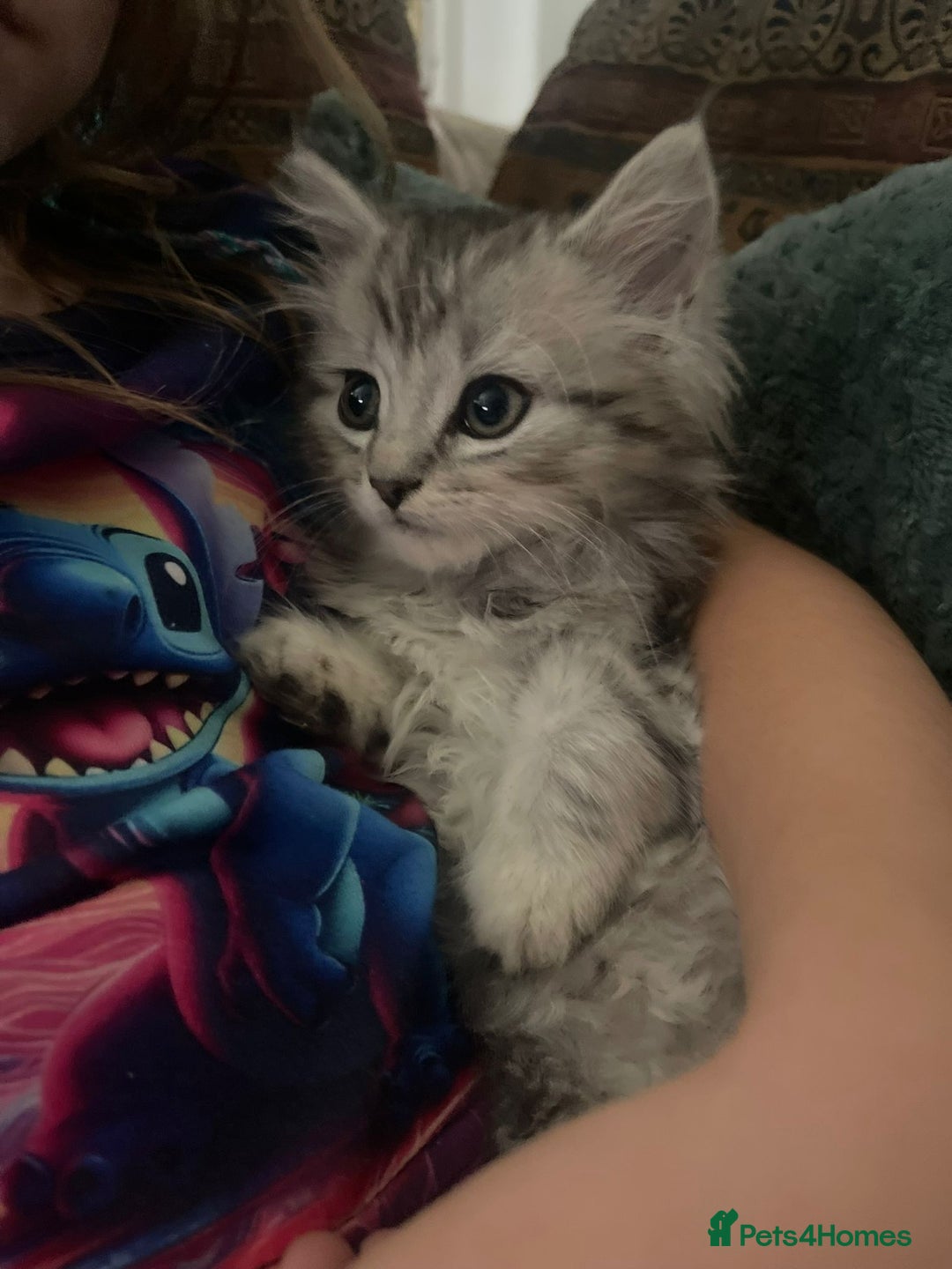 Mixed Breed cats for sale: Beautiful kittens  - Image 4