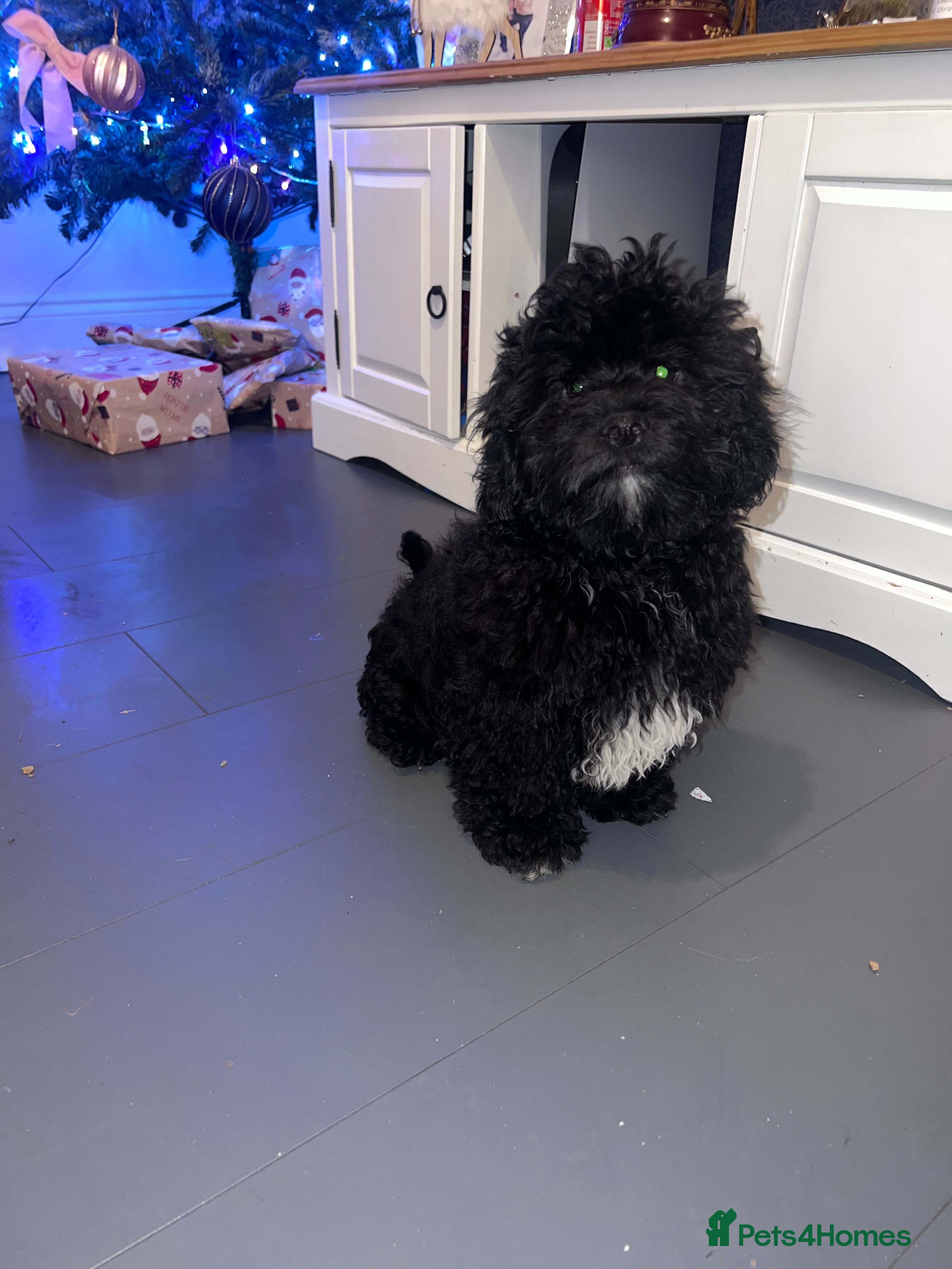 Shihpoo dogs Beautiful Shihpoo puppies  - Advert 12