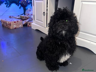 Shihpoo dogs Beautiful Shihpoo puppies - Advert 13