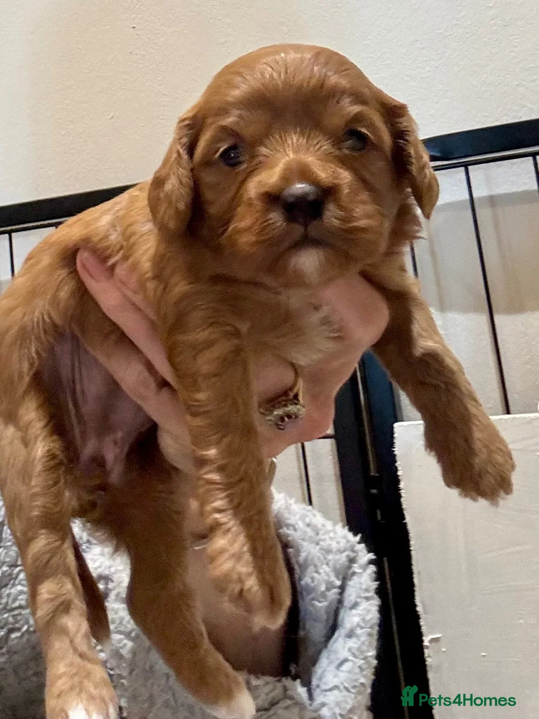 Cavapoo dogs for sale: Cavapoo Pups  - Advert 1