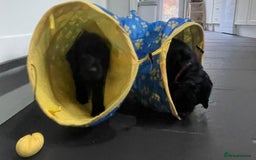 Cocker Spaniel dogs for sale: Working Cocker Spaniels - Image 19