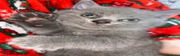 British Shorthair cats for sale: Four adorable British shorthair kittens  in London - Advert 12