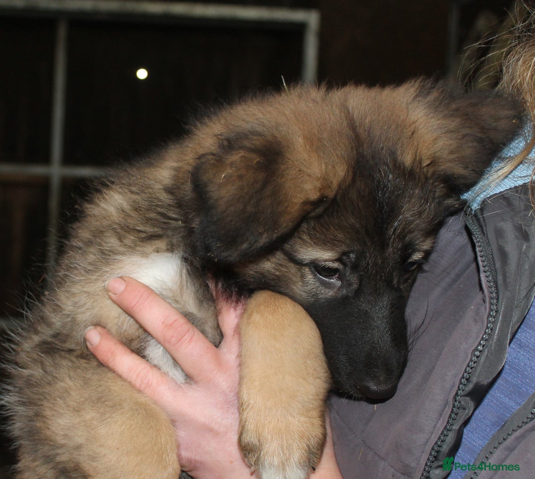 Mixed Breed dogs for sale: German Shephard/Cross - Advert 1