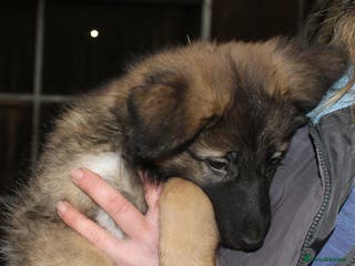 Mixed Breed dogs German Shephard/Cross - Advert 8