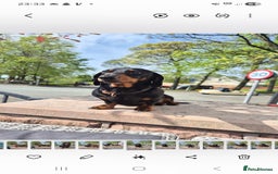 Dachshund dogs for stud: Stud dog - Image 3