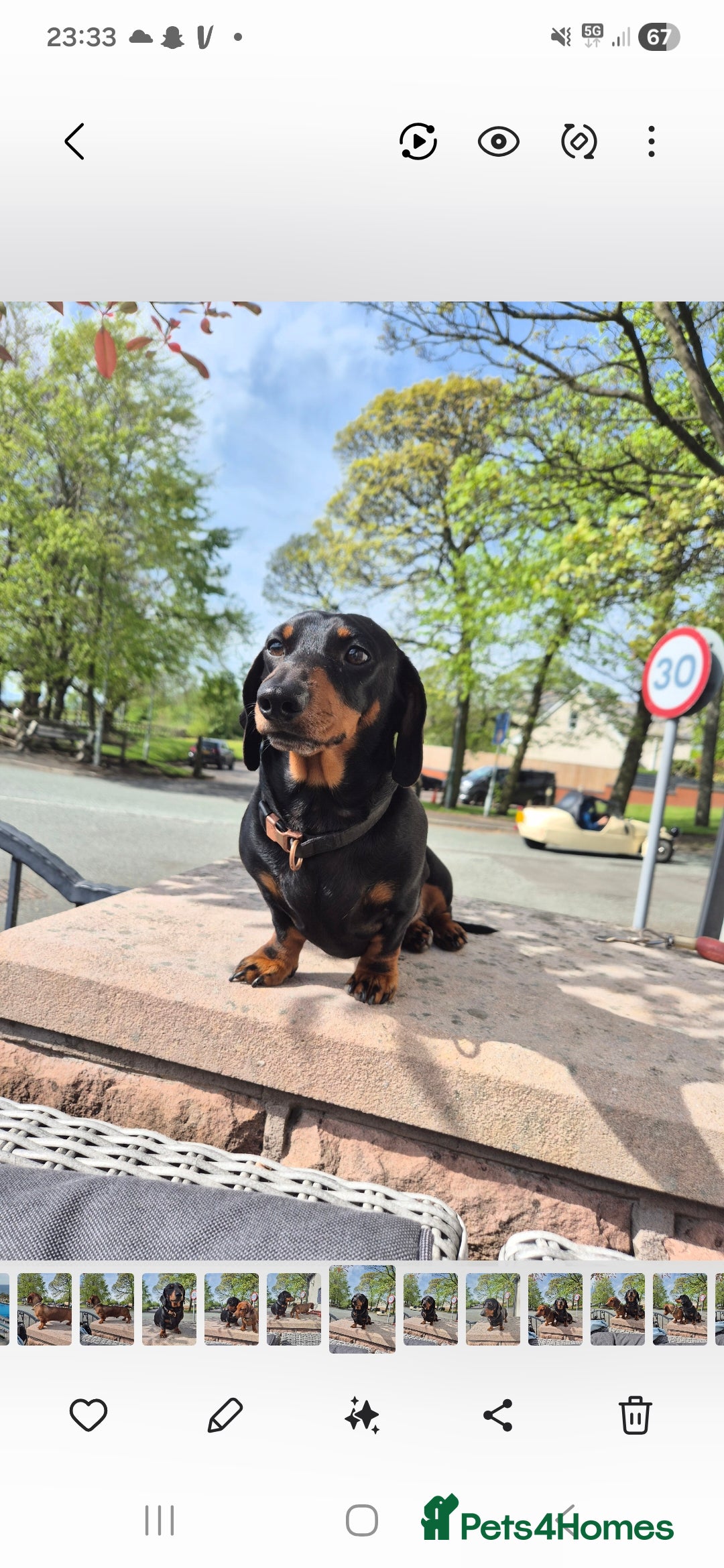 Dachshund dogs for stud: Stud dog - Image 3