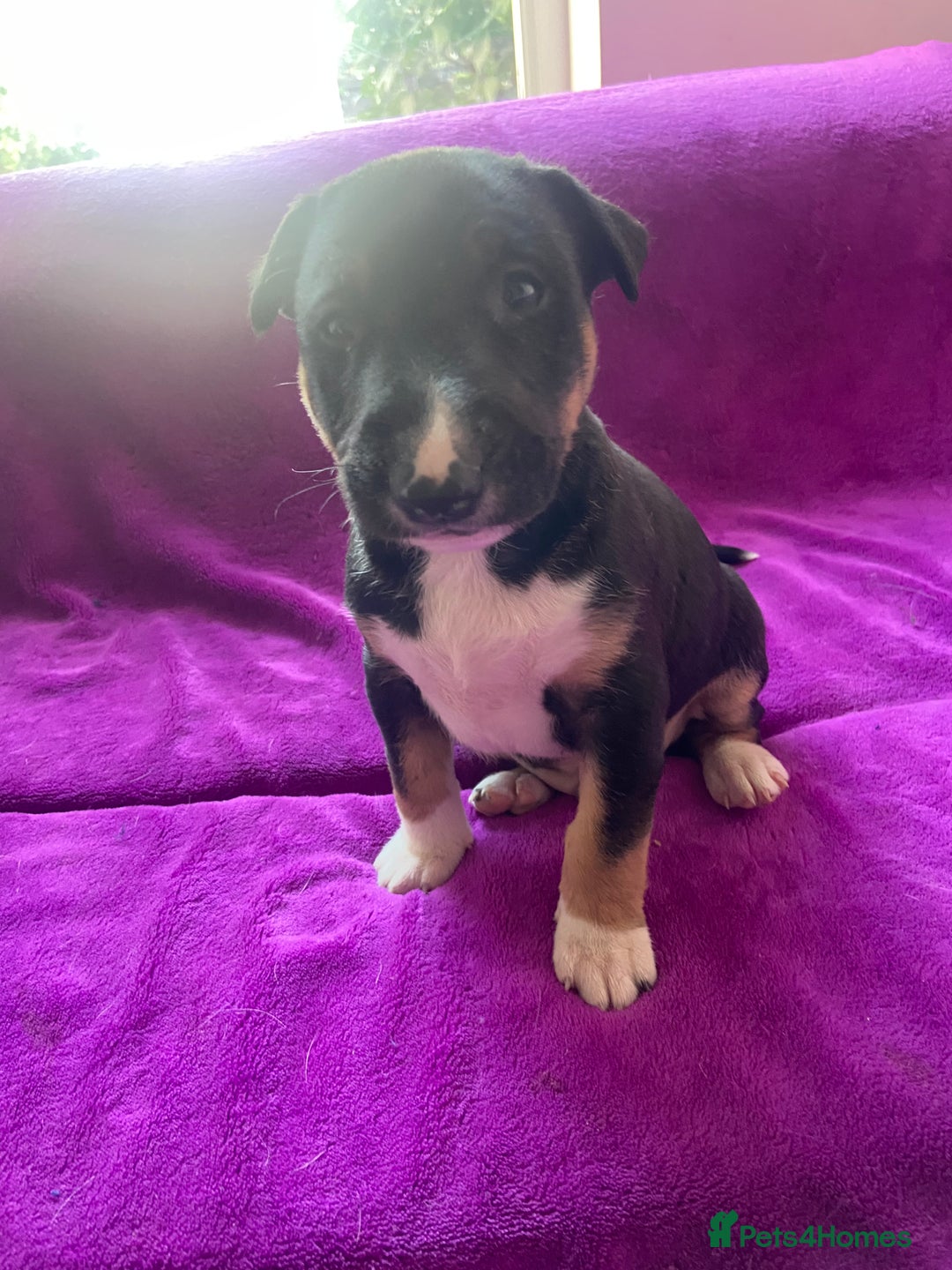 Mixed Breed dogs for sale: Beautiful pups 6 Males - Image 12