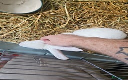 Rex rabbits for sale: Standard Rex Buck - REW. - Image 3