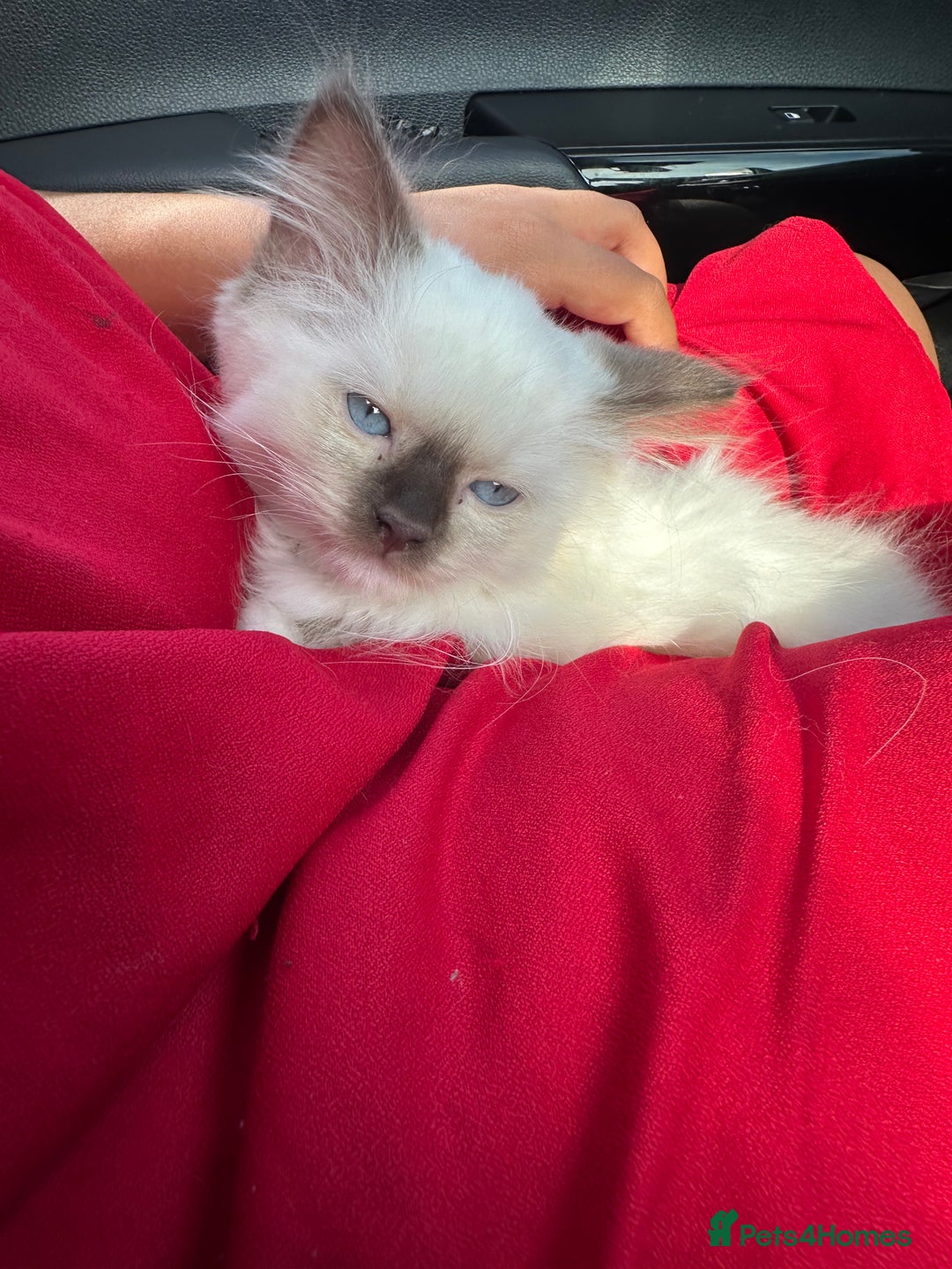 Ragdoll cats for sale: 1 beautiful blue eyed fluffy ragdoll left  - Image 19