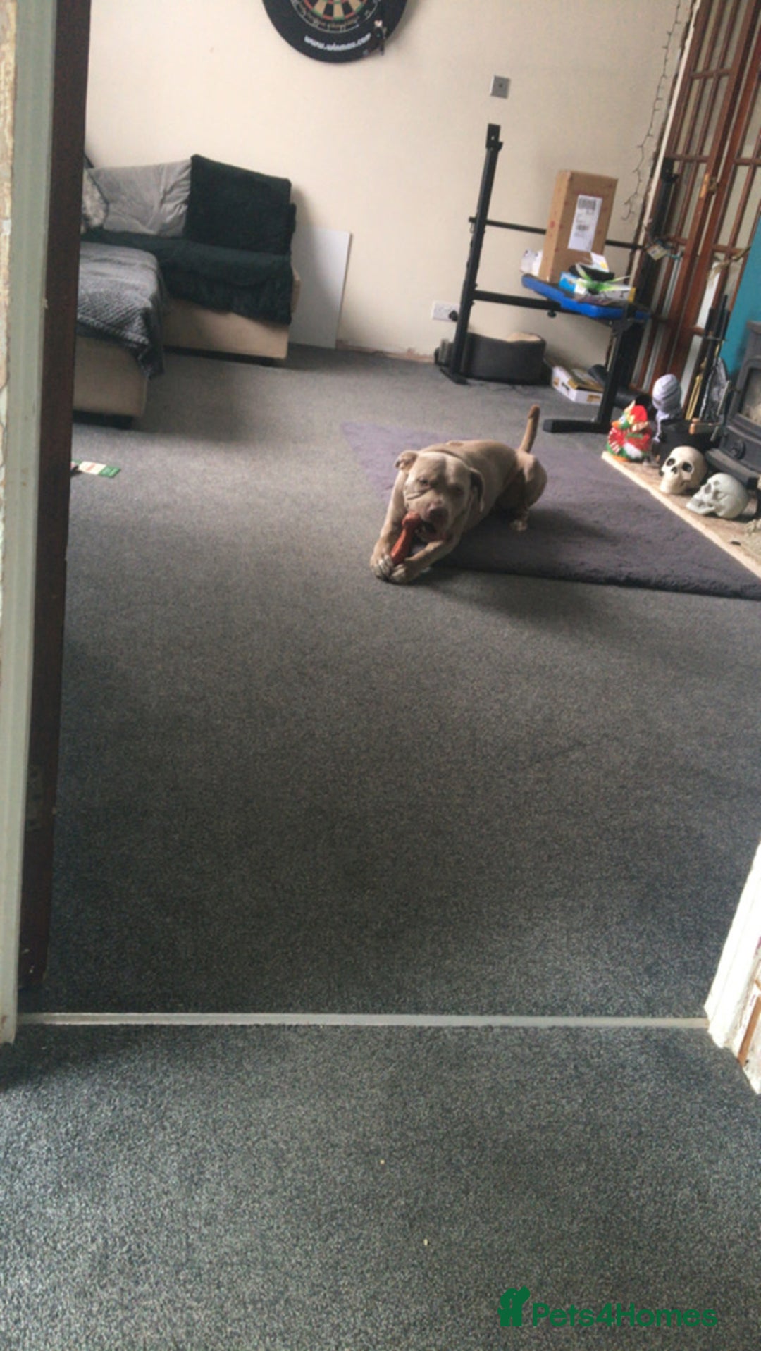 Staffordshire Bull Terrier dogs for sale: This is leo  - Advert 4