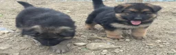 German Shepherd dogs for sale: Long haired German shepherd puppies  - Advert 6