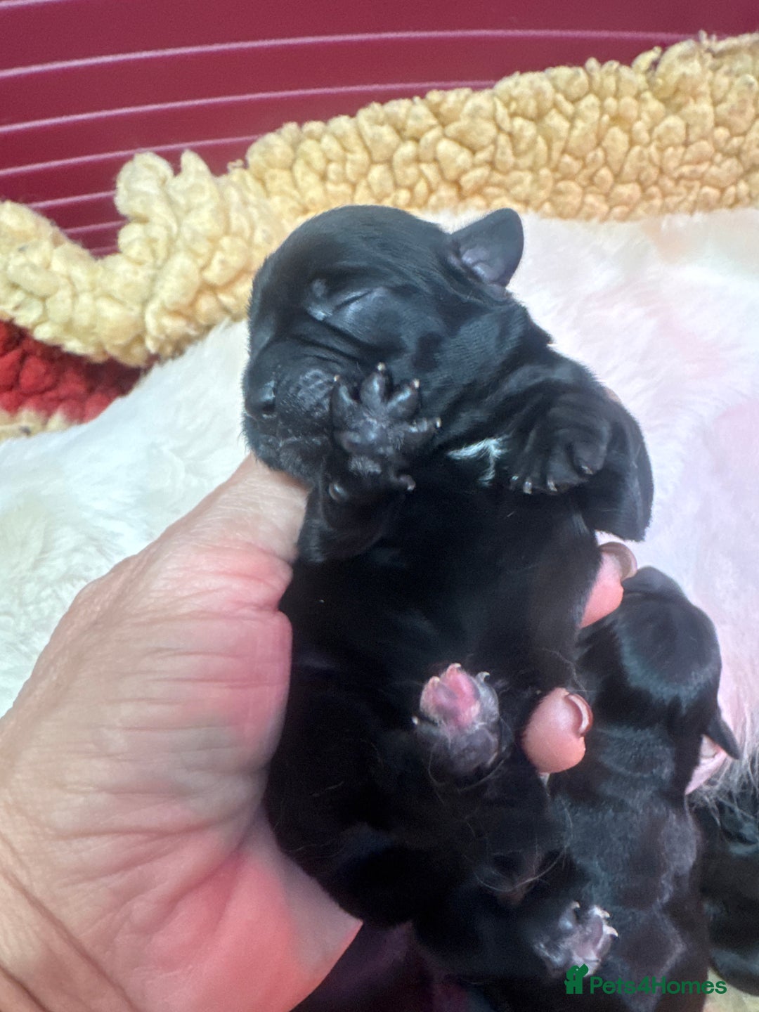 Mixed Breed dogs for sale: Schweenies  - Advert 15