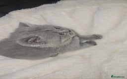 British Shorthair cats for sale: First Litter British Shorthair Pedigree Breed Blue - Image 24