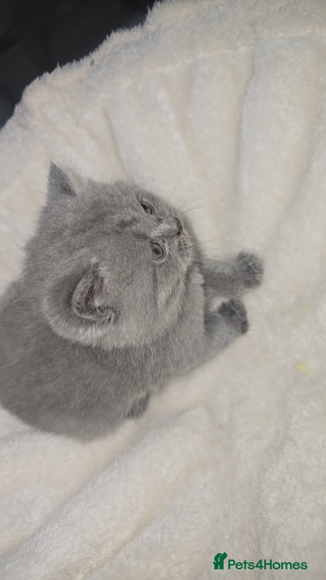 British Shorthair cats for sale: First Litter British Shorthair Pedigree Breed Blue - Image 24