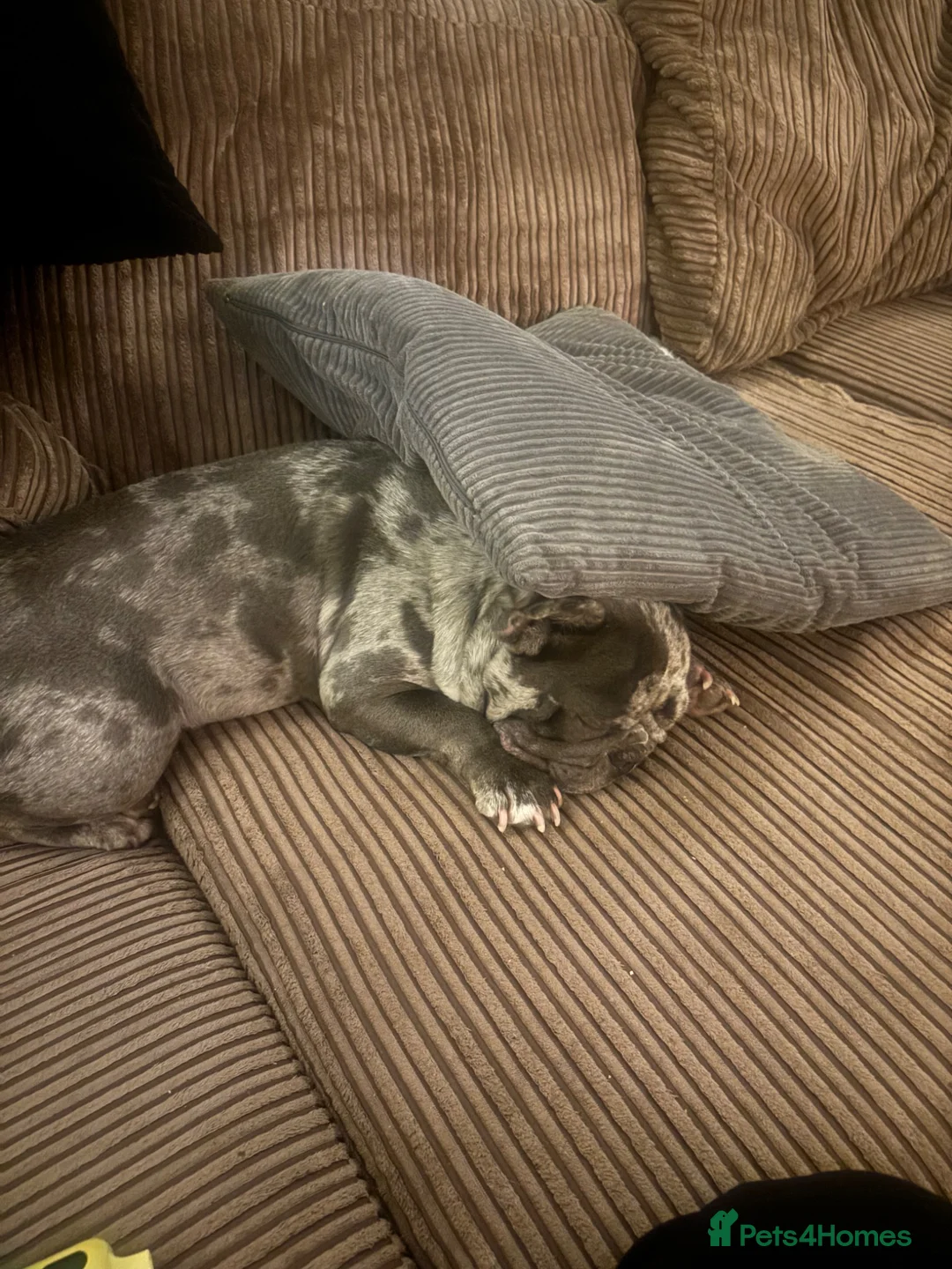 French Bulldog dogs for sale: Beautiful merle French Bulldog in Hastings - Advert 5