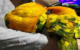 Conures birds for sale: Sun Conure pair  - Image 11