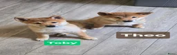 Japanese Shiba Inu dogs for sale: Foxy little shibas - Advert 13