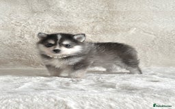 Pomsky dogs for sale: perfect husky markings Pomsky puppies for sale - Image 8