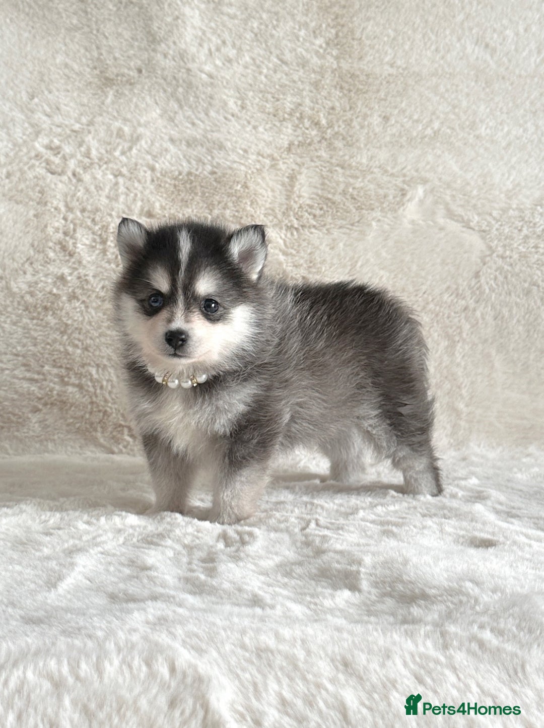 Pomsky dogs for sale: perfect husky markings Pomsky puppies for sale - Image 8