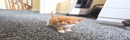 Mixed Breed cats for sale: Kittens 2x twins available end of june  - Advert 4