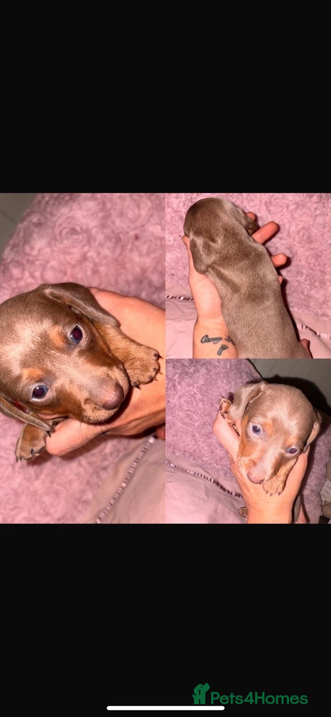 Dachshund dogs for sale: Beautiful Dashaund puppies  - Advert 5
