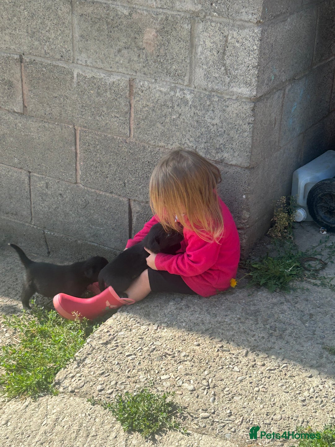 Borador dogs for sale: Labrador x collie pups - Image 5