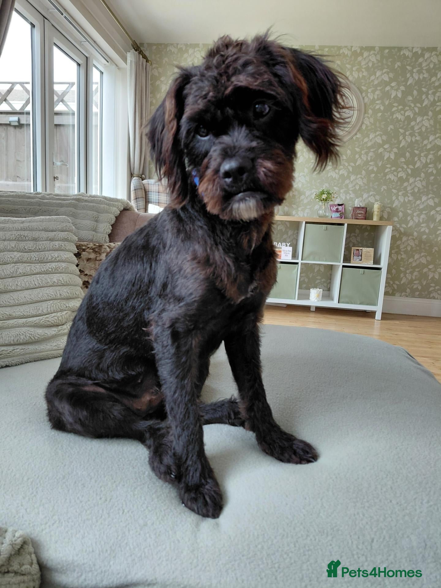 Cockapoo dogs Lylah - Advert 2