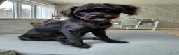 Cockapoo dogs for sale: Lylah - Advert 1