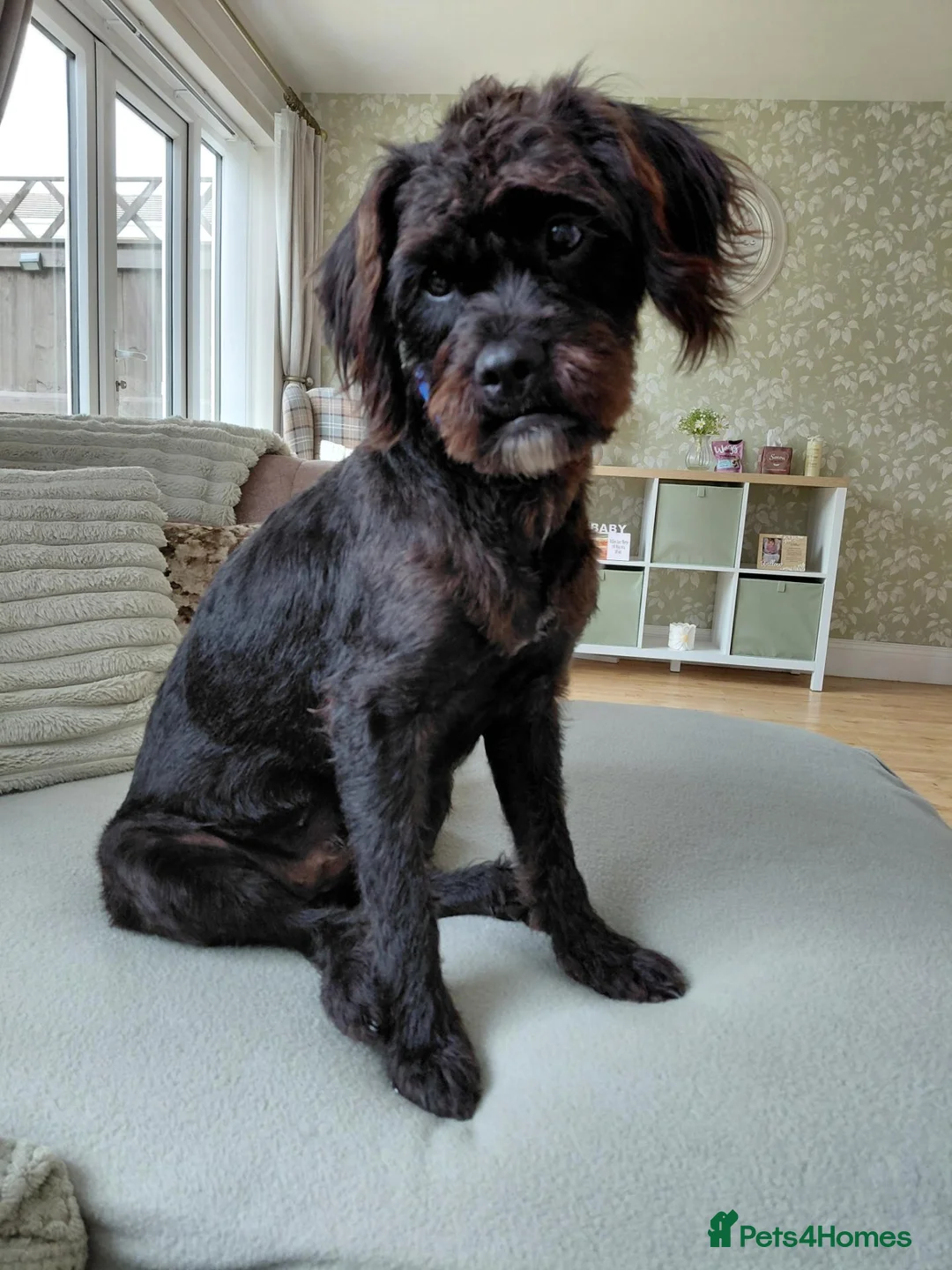 Cockapoo dogs for sale: Lylah - Advert 1
