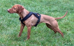 Hungarian Vizsla dogs for sale: Exceptional kc Hungarian viszla pups. NOW READY - Image 23