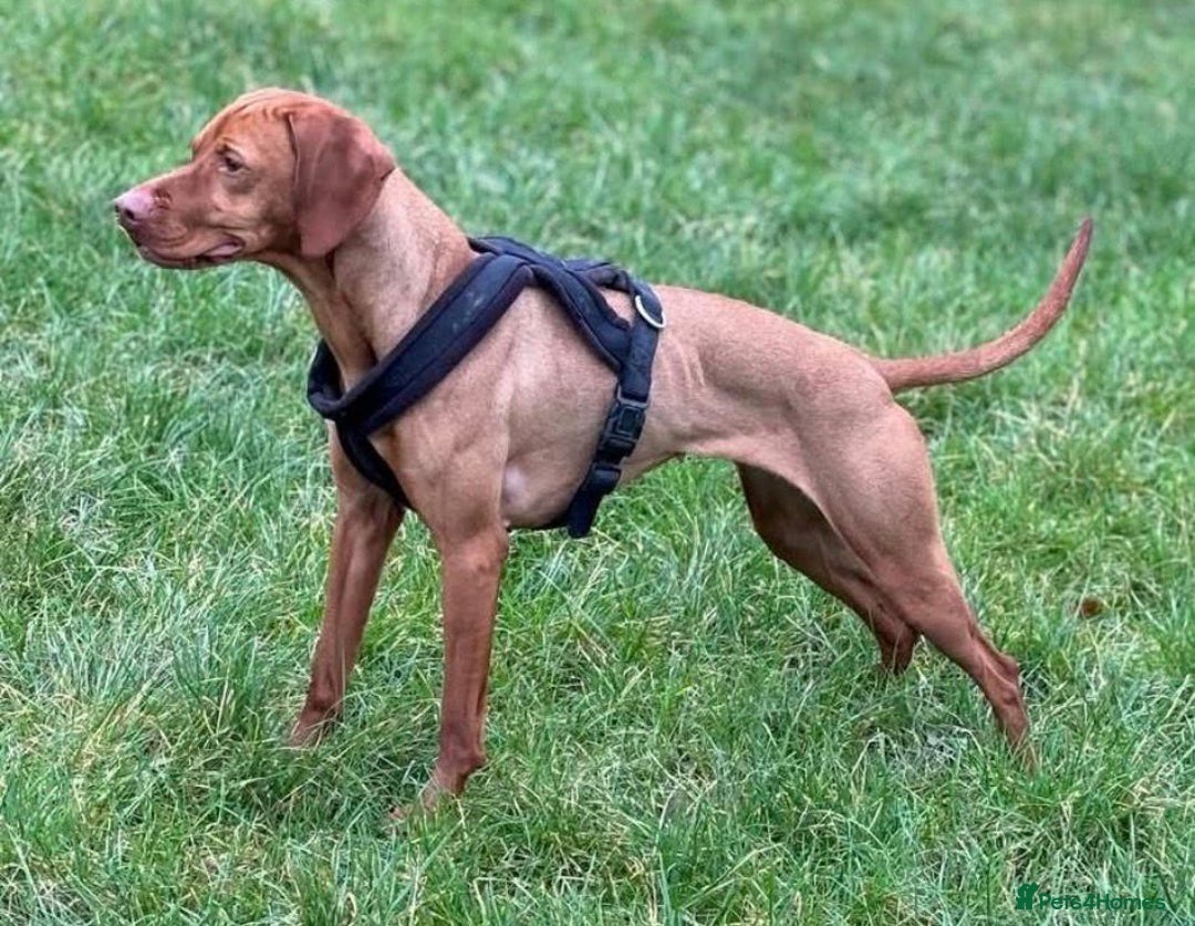 Hungarian Vizsla dogs for sale: Exceptional kc Hungarian viszla pups. NOW READY - Image 23