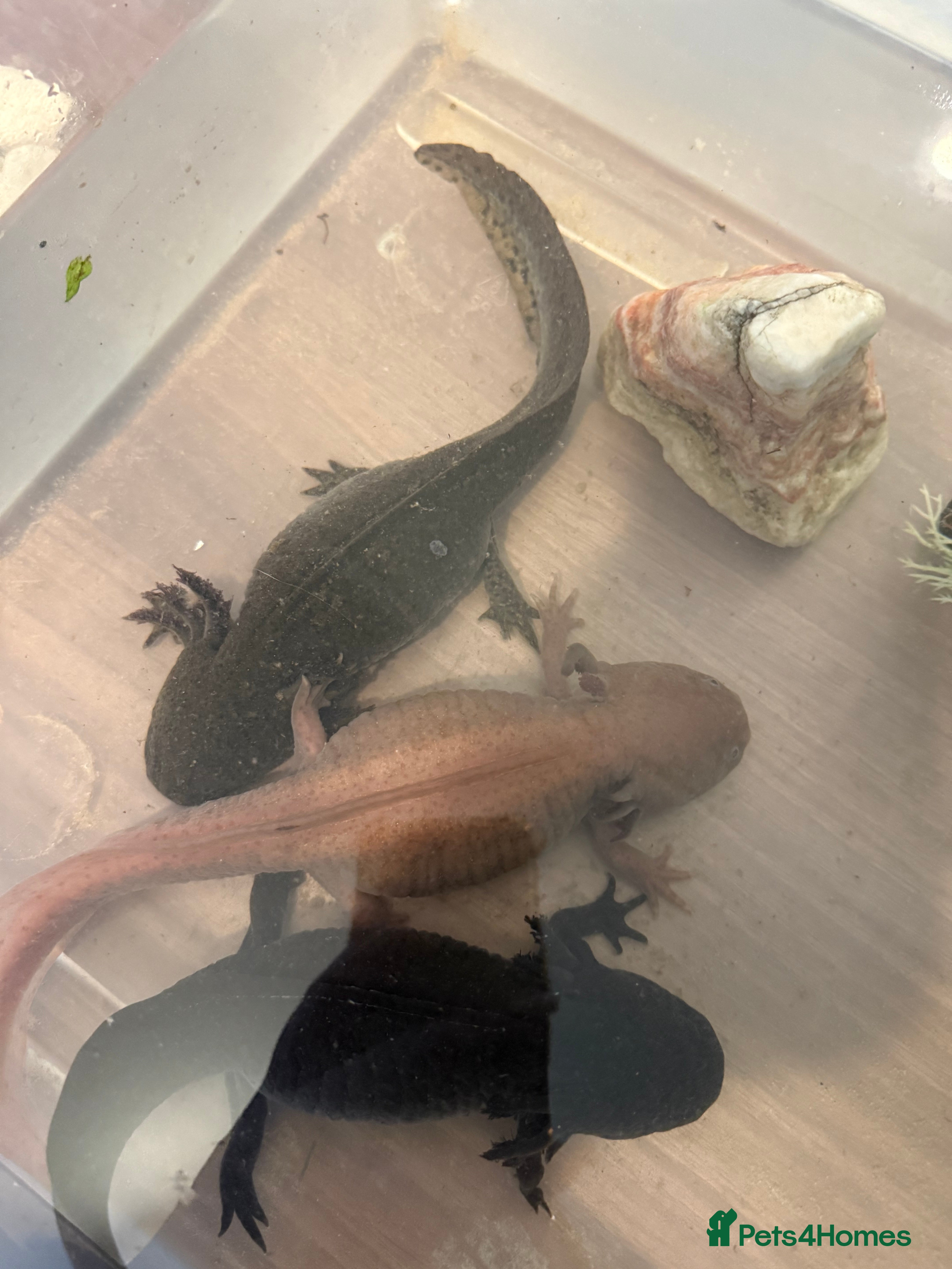 Axolotl reptiles 3 x adult female axolotls (age 18 month to 5yr) in Bradford - Advert 2