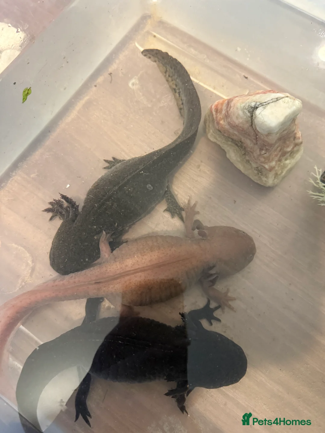 Axolotl reptiles for sale: 3 x adult female axolotls (age 18 month to 5yr) in Bradford - Advert 1