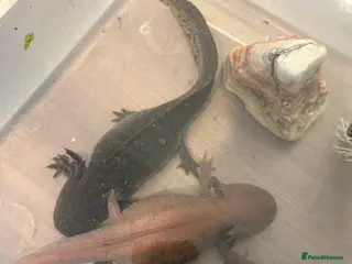 Axolotl reptiles 3 x adult female axolotls (age 18 month to 5yr) in Bradford - Advert 2