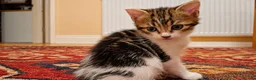 Mixed Breed cats for sale: 2 Kittens For Sale - Advert 2